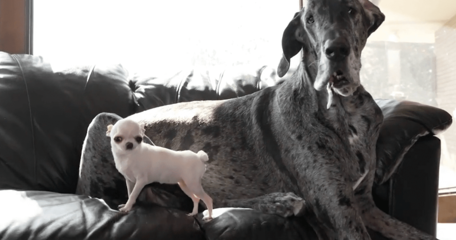 World's tallest and smallest dogs meet up